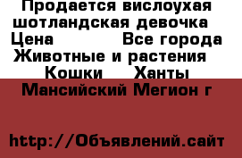 Продается вислоухая шотландская девочка › Цена ­ 8 500 - Все города Животные и растения » Кошки   . Ханты-Мансийский,Мегион г.